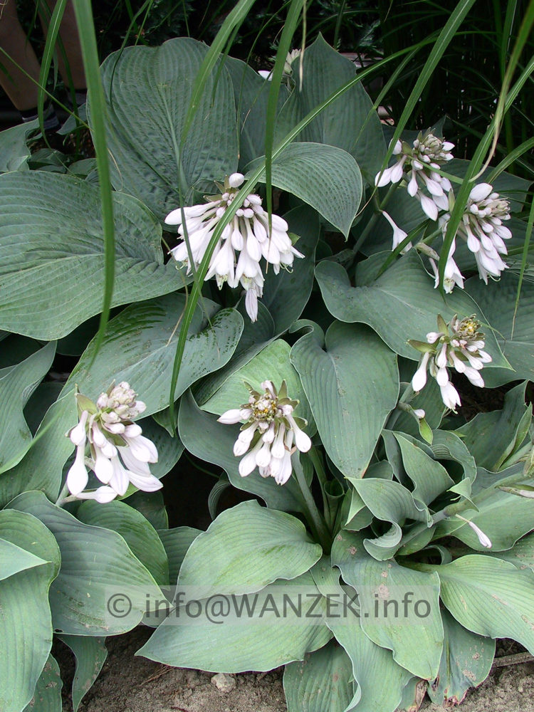 Hosta Hybride Mollies Blaue 05.jpg